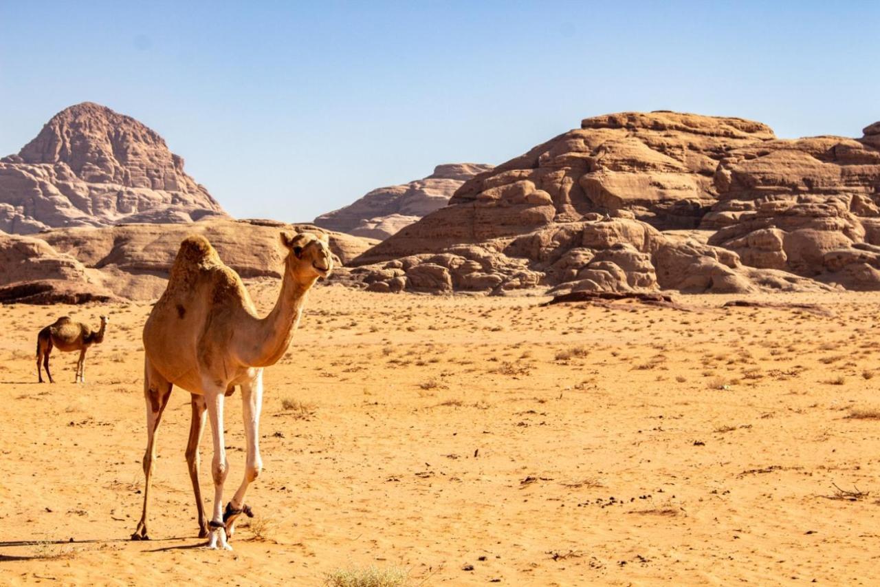 Quite Bedouin Life Hotel Rum vádi Kültér fotó